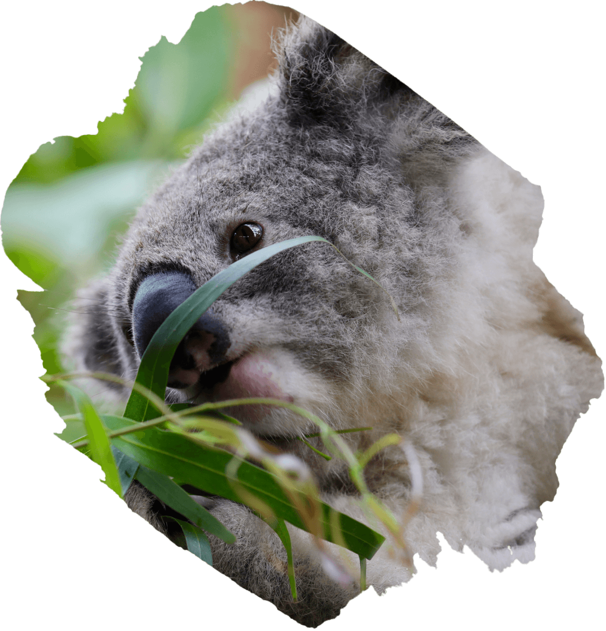 Koala from website.png